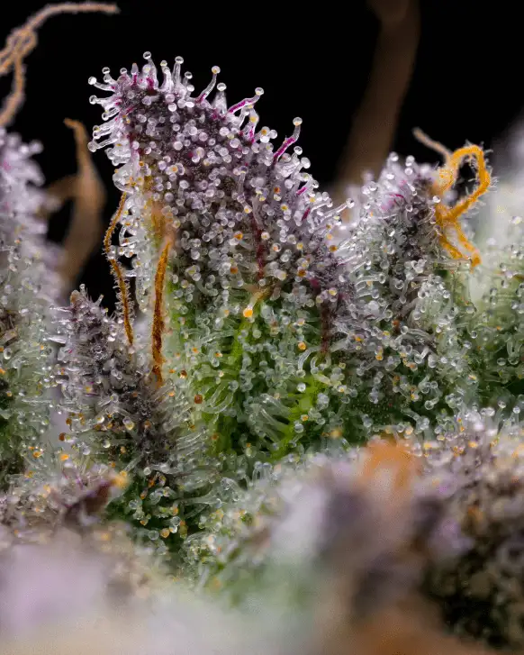 GMO Cookies Feminizowane Nasiona Marihuany 90% Indica (Chemdawg x GSC) THC 30% Barney's Farm