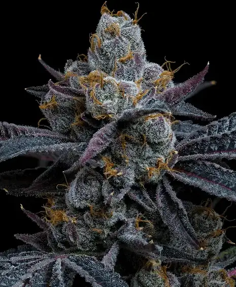 White Runtz Nasiona Feminizowane (Gelato x Zkittlez) Barney's Farm