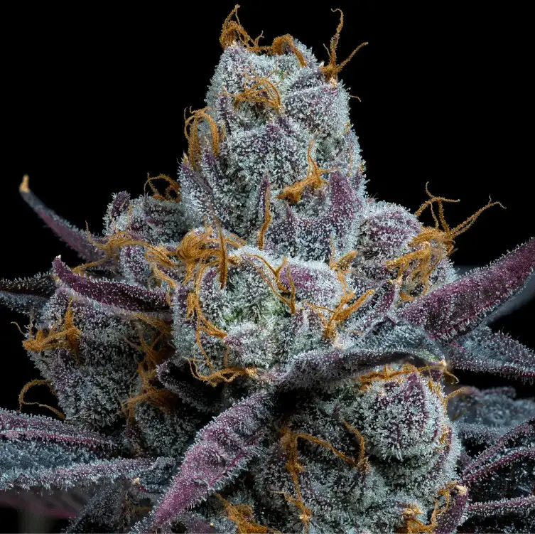 White Runtz Nasiona Feminizowane (Gelato x Zkittlez) Barney's Farm