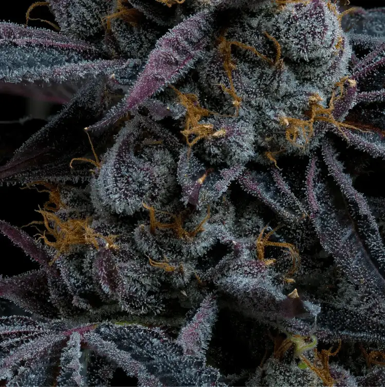 White Runtz Nasiona Feminizowane (Gelato x Zkittlez) Barney's Farm