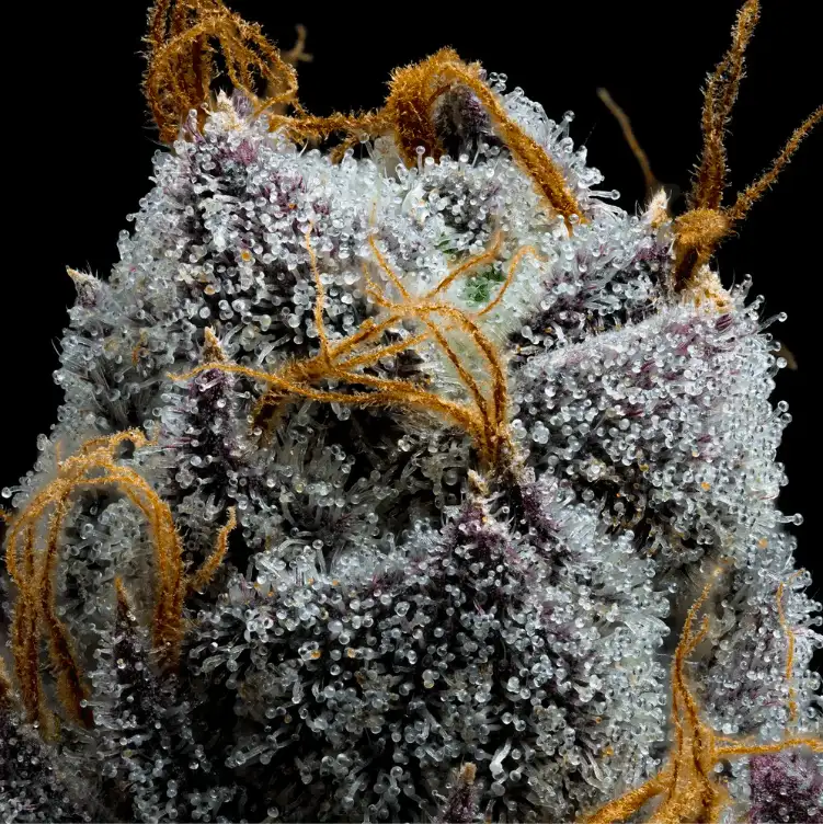 White Runtz Nasiona Feminizowane (Gelato x Zkittlez) Barney's Farm