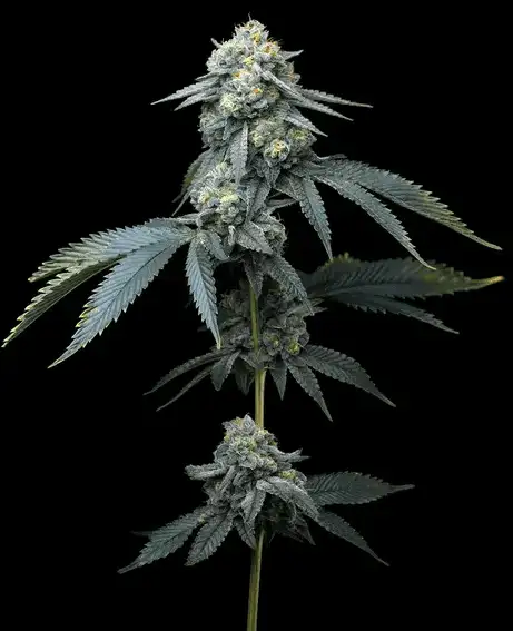 Jealousy Nasiona Feminizowane – Hybryda 50/50 THC 29% Barney's Farm