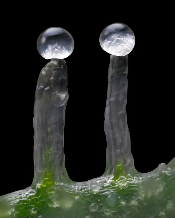 Jealousy Nasiona Feminizowane – Hybryda 50/50 THC 29% Barney's Farm