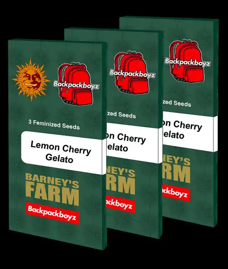 Lemon Cherry Gelato Feminizowana Cytrusowo-Wiśniowa Hybryda THC 33%