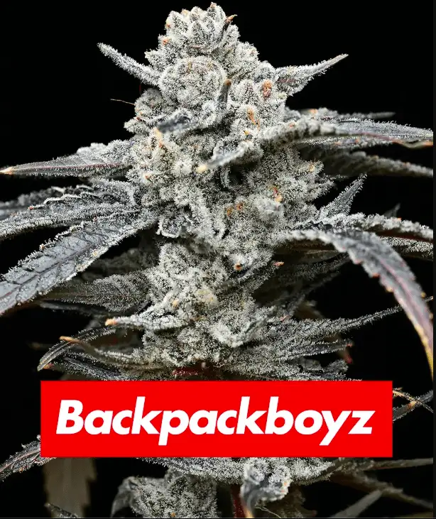 Lemon Cherry Gelato Feminizowana Cytrusowo-Wiśniowa Hybryda THC 33%