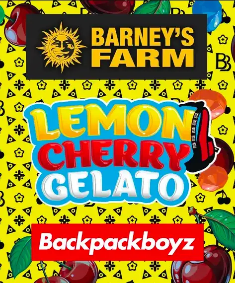 Lemon Cherry Gelato Feminizowana Cytrusowo-Wiśniowa Hybryda THC 33%