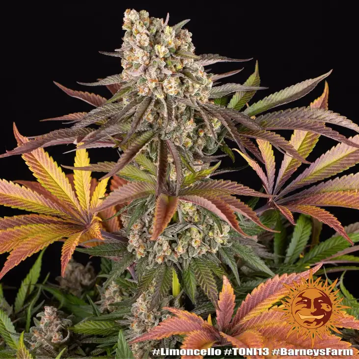 Limoncello Feminizowane Nasiona 80% Sativa THC 27% Barney's Farm