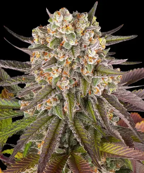 Limoncello Feminizowane Nasiona 80% Sativa THC 27% Barney's Farm