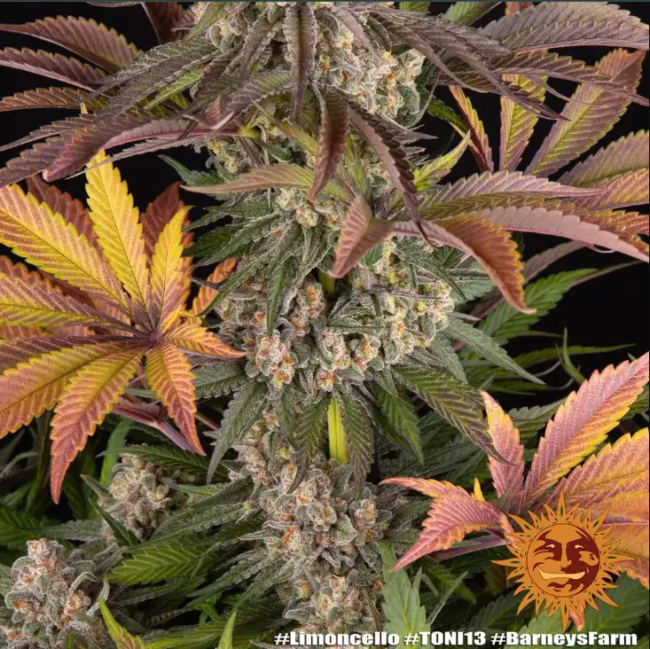Limoncello Feminizowane Nasiona 80% Sativa THC 27% Barney's Farm