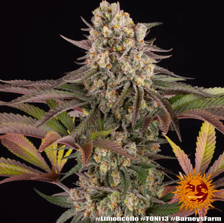 Limoncello Feminizowane Nasiona 80% Sativa THC 27% Barney's Farm