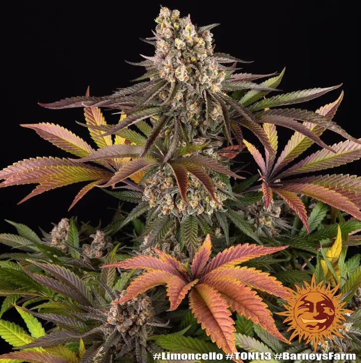 Limoncello Feminizowane Nasiona 80% Sativa THC 27% Barney's Farm