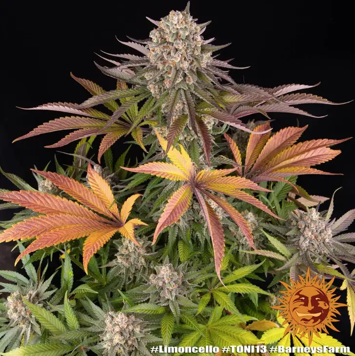 Limoncello Feminizowane Nasiona 80% Sativa THC 27% Barney's Farm