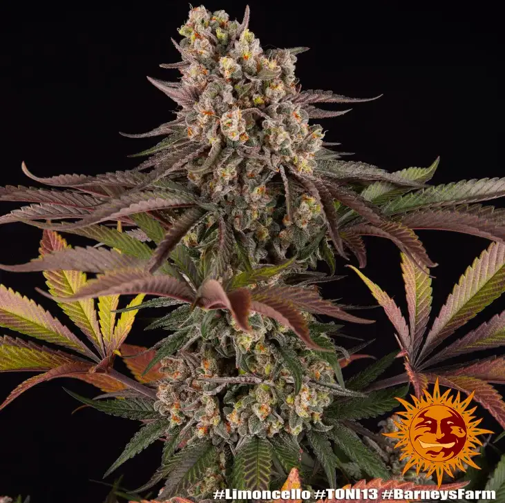 Limoncello Feminizowane Nasiona 80% Sativa THC 27% Barney's Farm