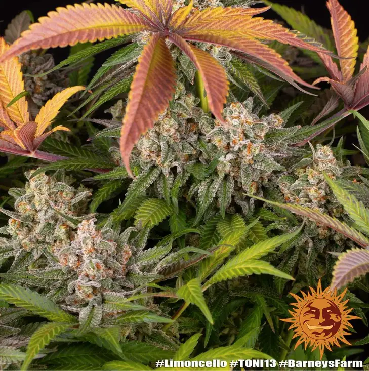 Limoncello Feminizowane Nasiona 80% Sativa THC 27% Barney's Farm