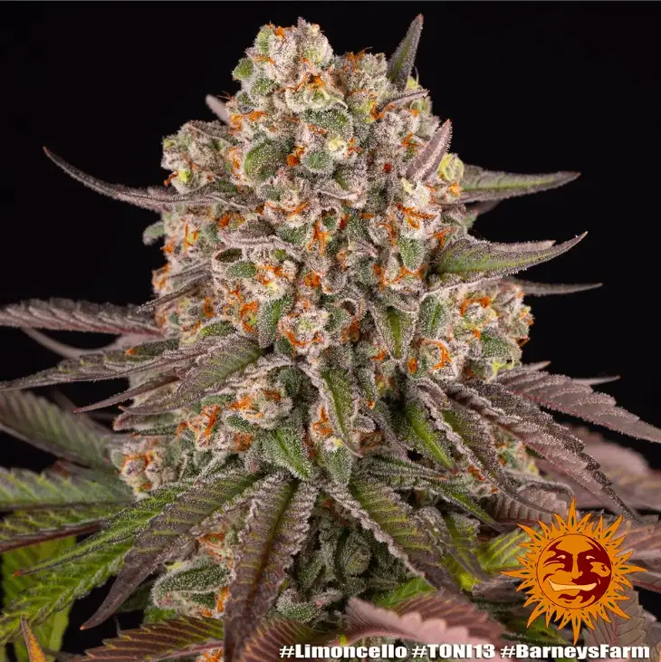 Limoncello Feminizowane Nasiona 80% Sativa THC 27% Barney's Farm