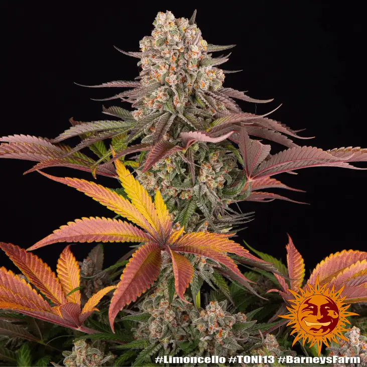 Limoncello Feminizowane Nasiona 80% Sativa THC 27% Barney's Farm