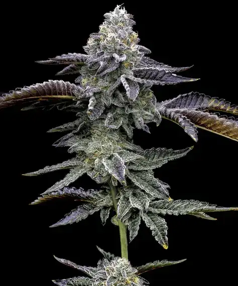 Blue Dream Feminizowane Nasiona Konopi Sativa 60% THC 26% Barney's Farm