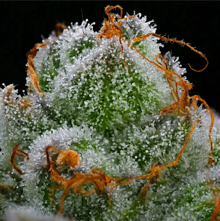 Blue Dream Feminizowane Nasiona Konopi Sativa 60% THC 26% Barney's Farm