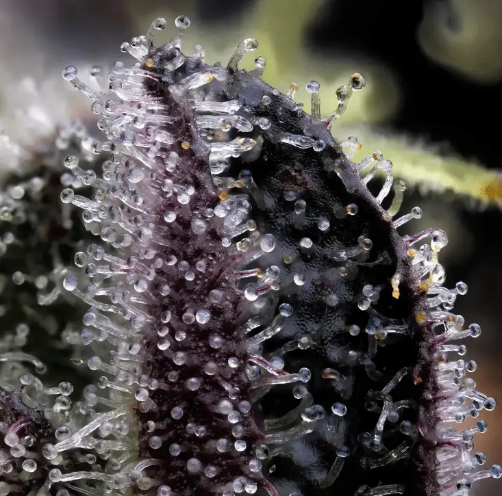 Blue Dream Feminizowane Nasiona Konopi Sativa 60% THC 26% Barney's Farm