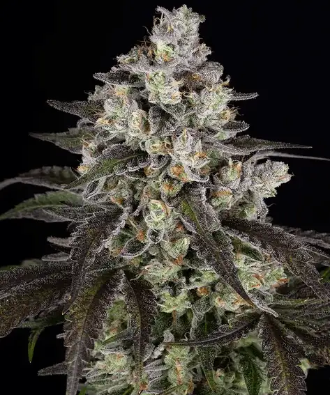 Barney's Farm Trainwreck Feminizowane Nasiona Sativa THC 25%