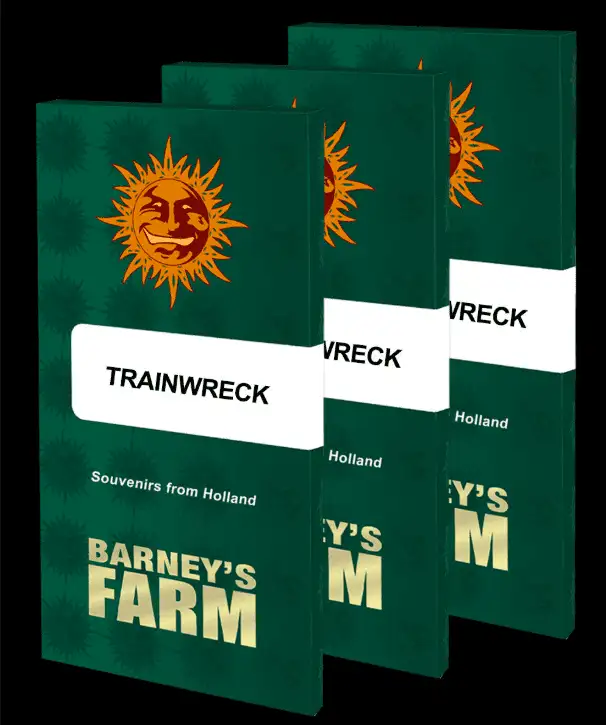 Barney's Farm Trainwreck Feminizowane Nasiona Sativa THC 25%