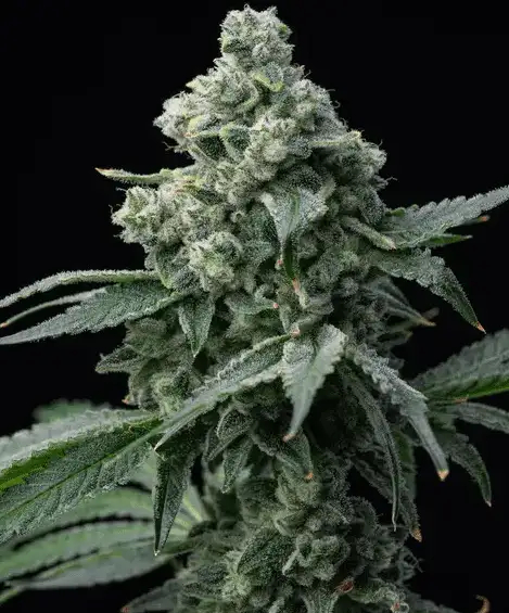 Barney's Farm Bruce Banner Mocne Nasiona Sativa THC 32%