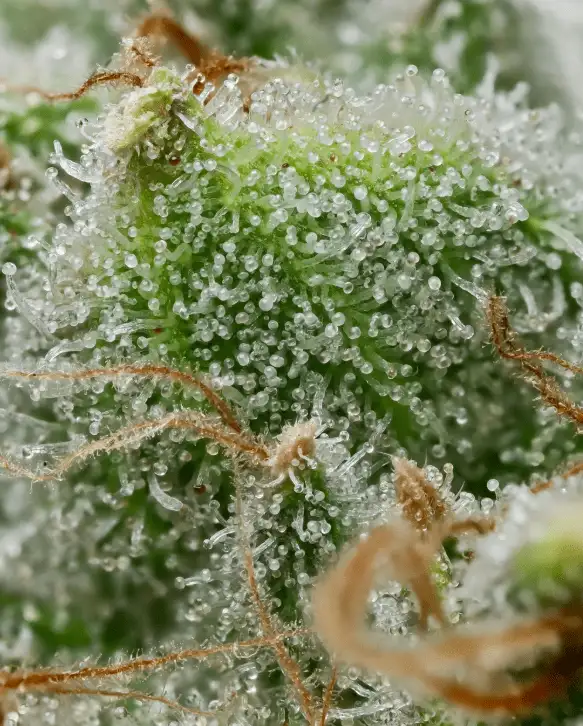 Barney's Farm Bruce Banner Mocne Nasiona Sativa THC 32%