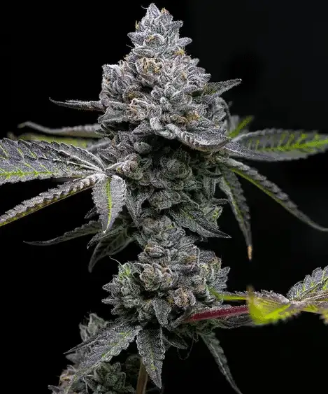 Barney's Farm Apple Fritter Wyjątkowa Hybryda 50/50 THC 30%