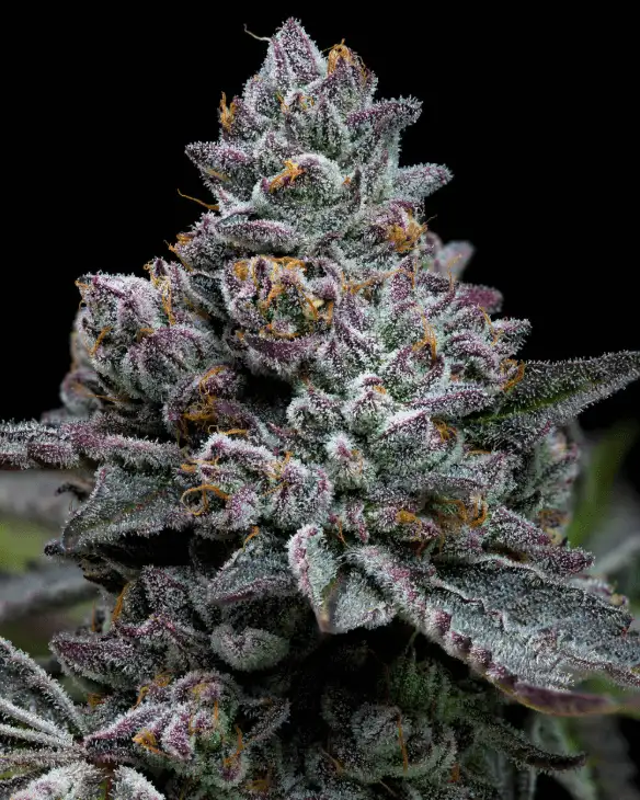 Barney's Farm Apple Fritter Wyjątkowa Hybryda 50/50 THC 30%