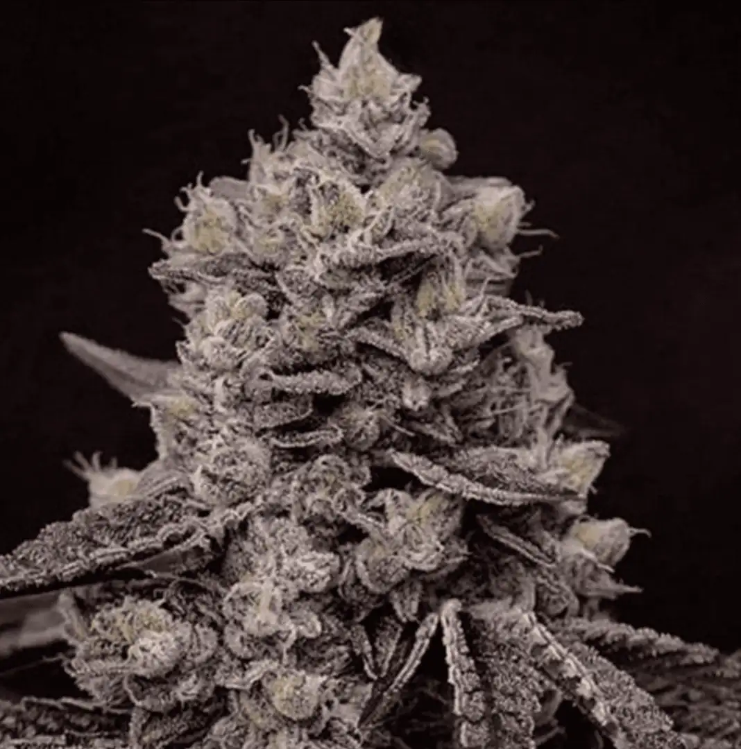 Fanta Sea RBX – Fantazja w pomarańczowym aromacie - 5 nasion