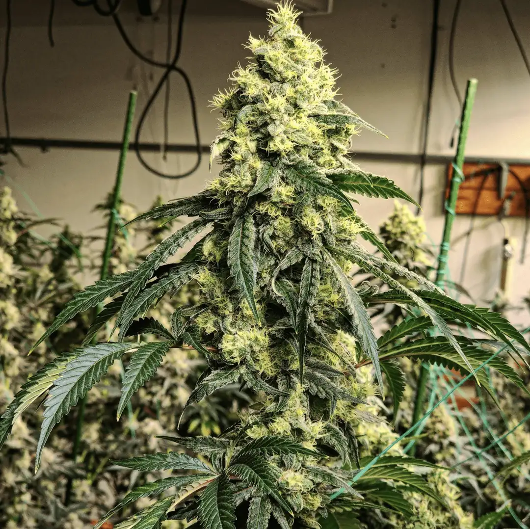 Sour G R1 – moc klasyki z nowoczesnym twistem - 5 nasion