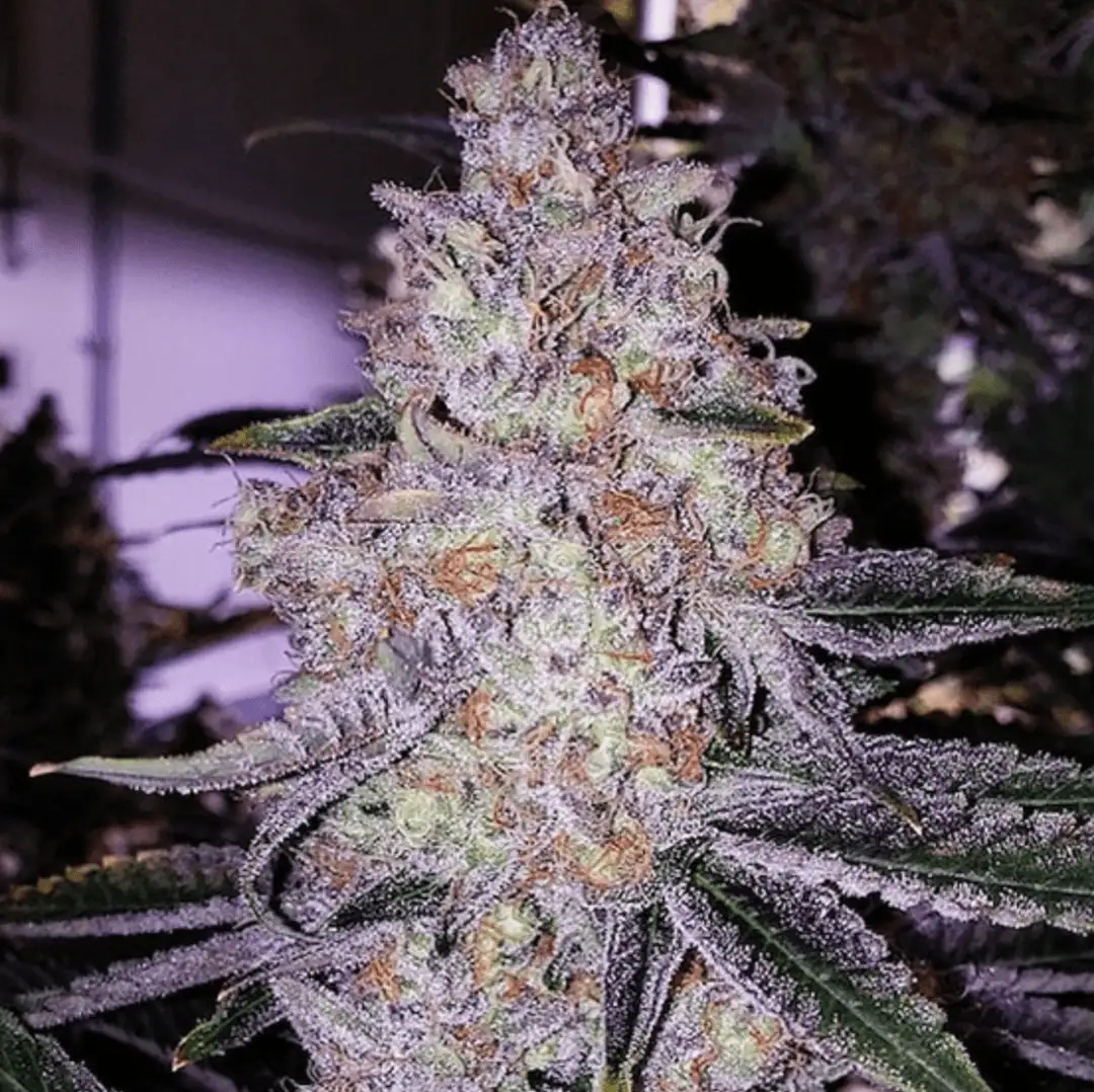 Planet of the Grapes R1 – owocowa eksplozja mocy - 5 nasion