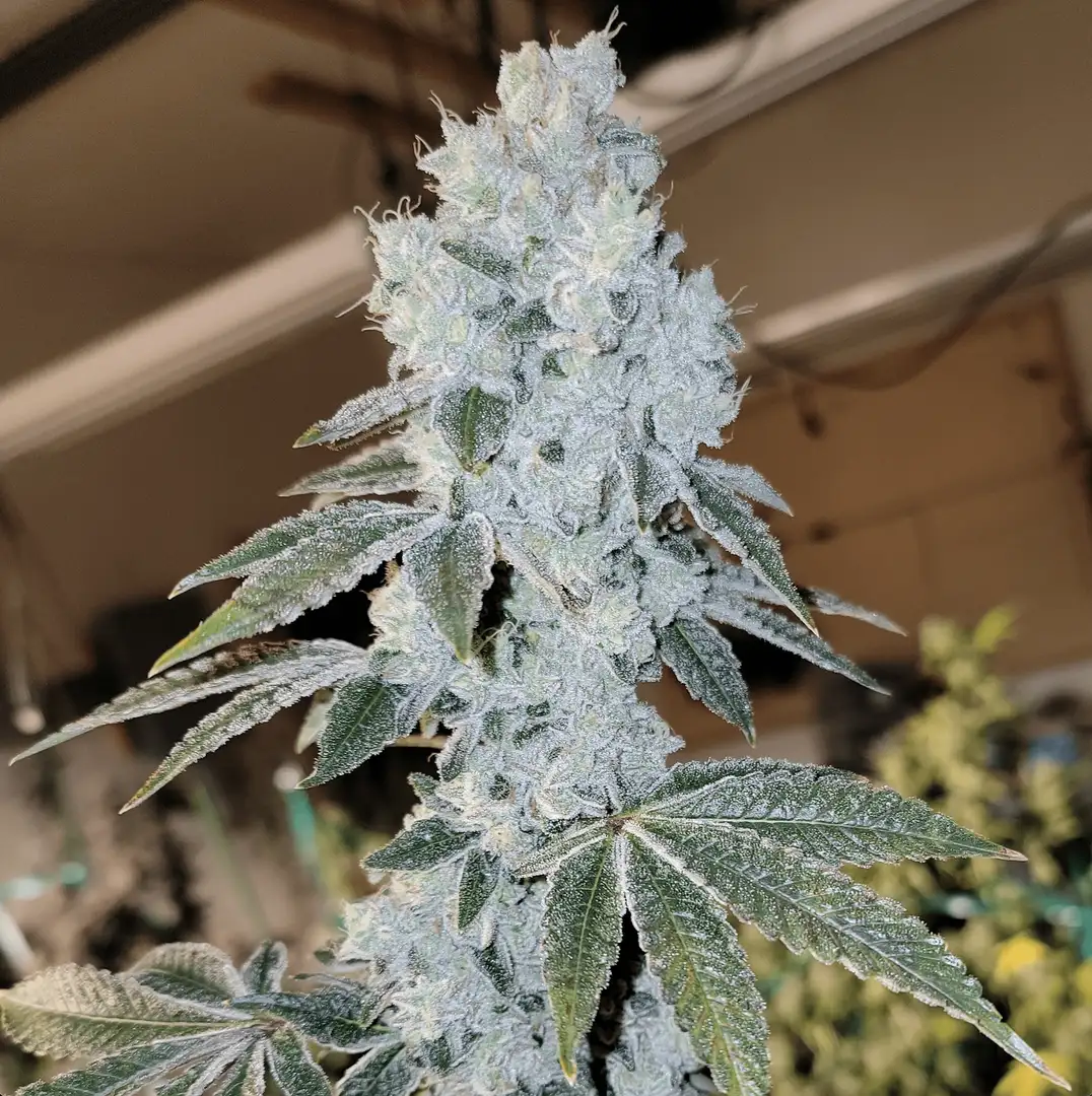Voila Auto RBX5 – Lilac Diesel IBL x Banana Daddy IBL - 6 nasion