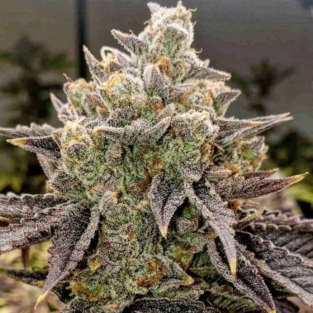 Bubble Gummy Auto – GUMMIES x Lilac Diesel Auto F4 - 6 nasion