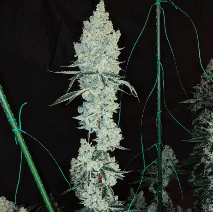 Lemon Cherry Pie R1 Candy Store #25 x Cherry Pie - 5 nasion