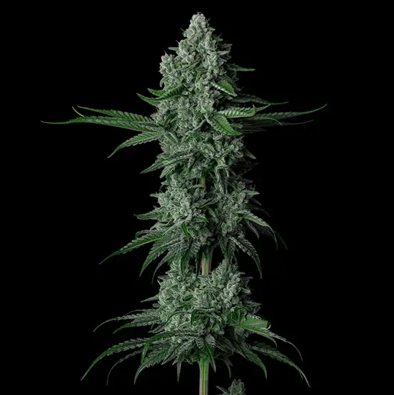 Grandpa’s Stash R2 Super Skunk x Afghan Kush x OG Kush - 5 nasion