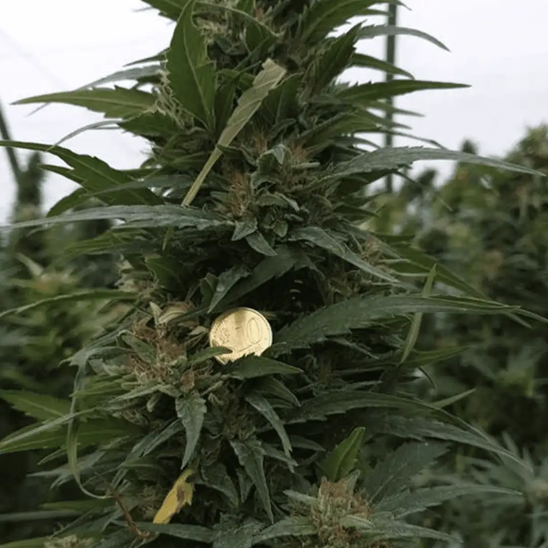 Zucchera CBD - feminizowane nasiona konopi siewnych