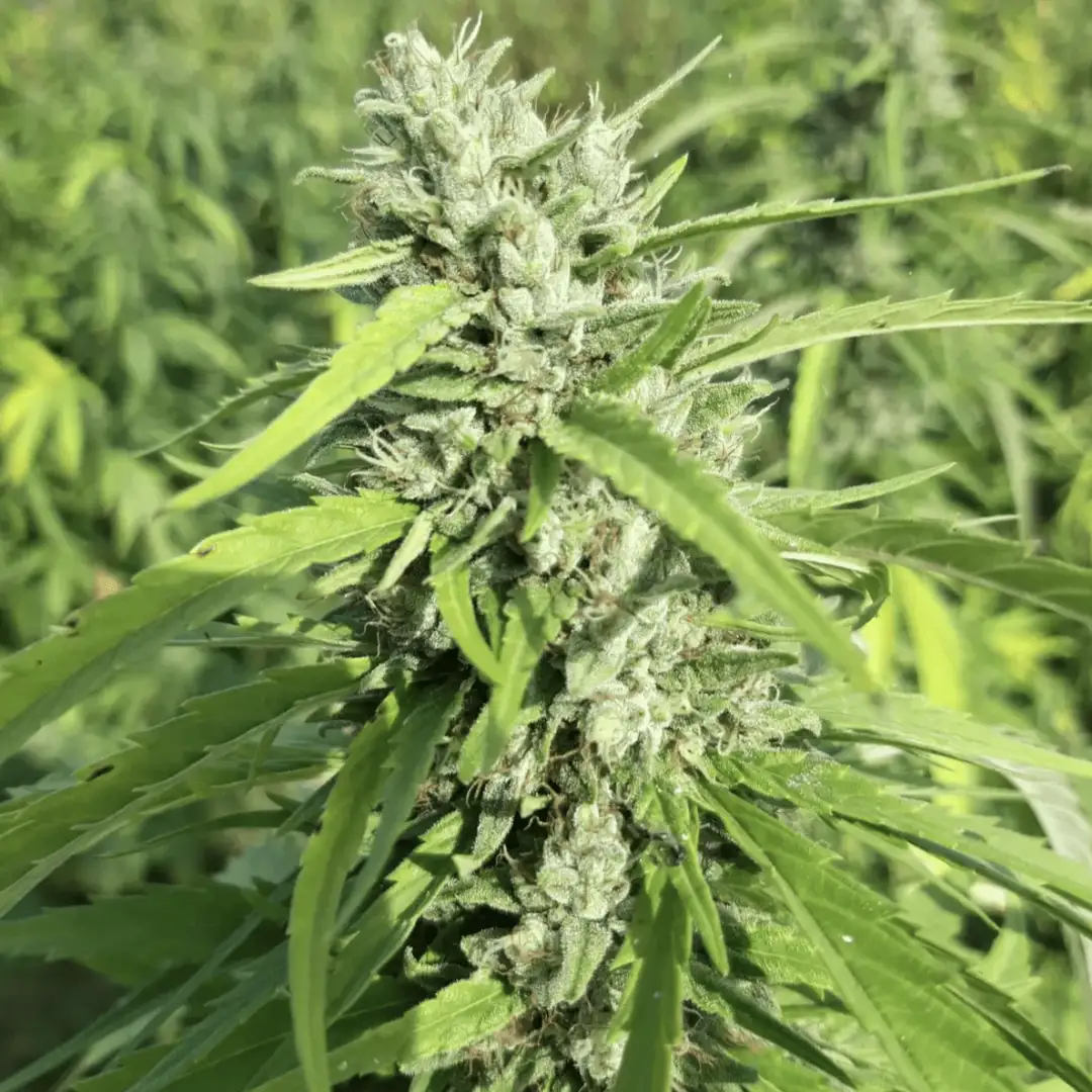 Matterhorn CBG - feminizowane nasiona konopi siewnych