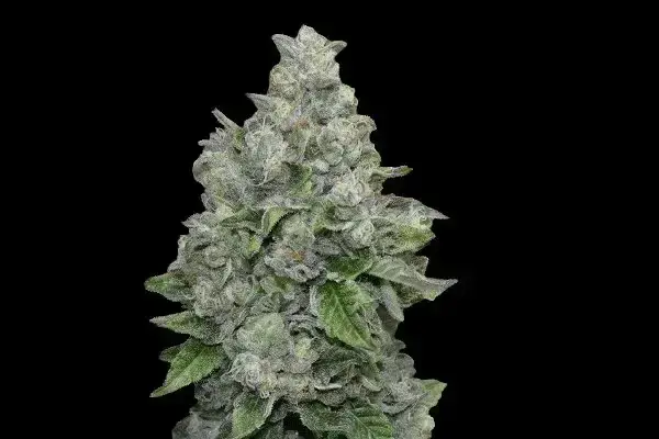 Folk Choco Loco – feminizowane nasiona kolekcjonerskie Wolne Konopie