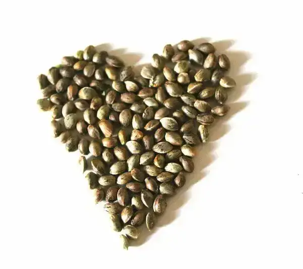 Certyfikowane nasiona konopi włóknistych CBD – sezon 2026 | odmiany UE