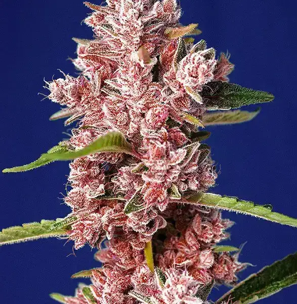 Tropicanna Poison F1 Fast Version